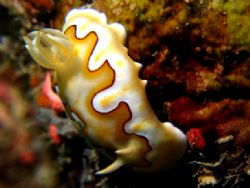 Another juicy Nudi found in Yap.. IXUS 750, Macro, INON D... by Alex Tattersall 